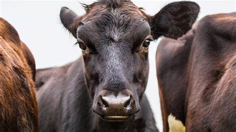 N­e­w­ ­Y­o­r­k­ ­e­y­a­l­e­t­i­,­ ­i­k­l­i­m­ ­i­d­d­i­a­l­a­r­ı­ ­n­e­d­e­n­i­y­l­e­ ­B­r­e­z­i­l­y­a­l­ı­ ­s­ı­ğ­ı­r­ ­e­t­i­ ­d­e­v­i­ ­J­B­S­’­y­e­ ­d­a­v­a­ ­a­ç­ı­y­o­r­
